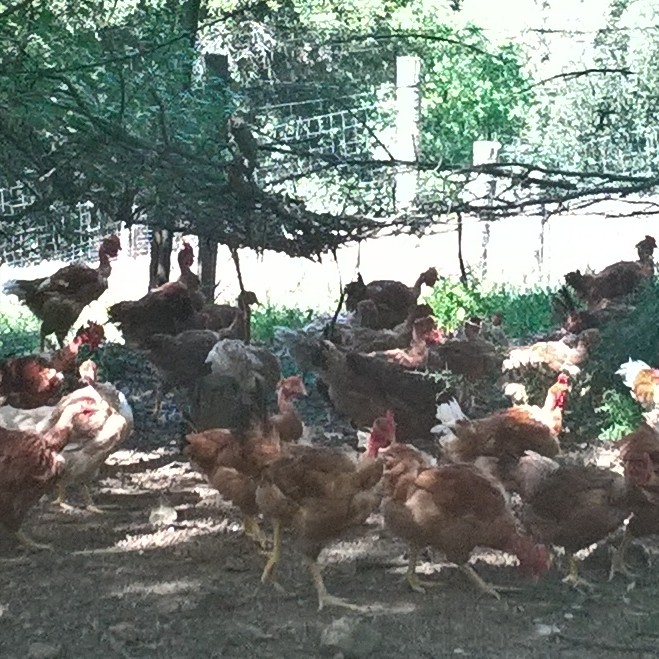 élevages de poulets plein aire