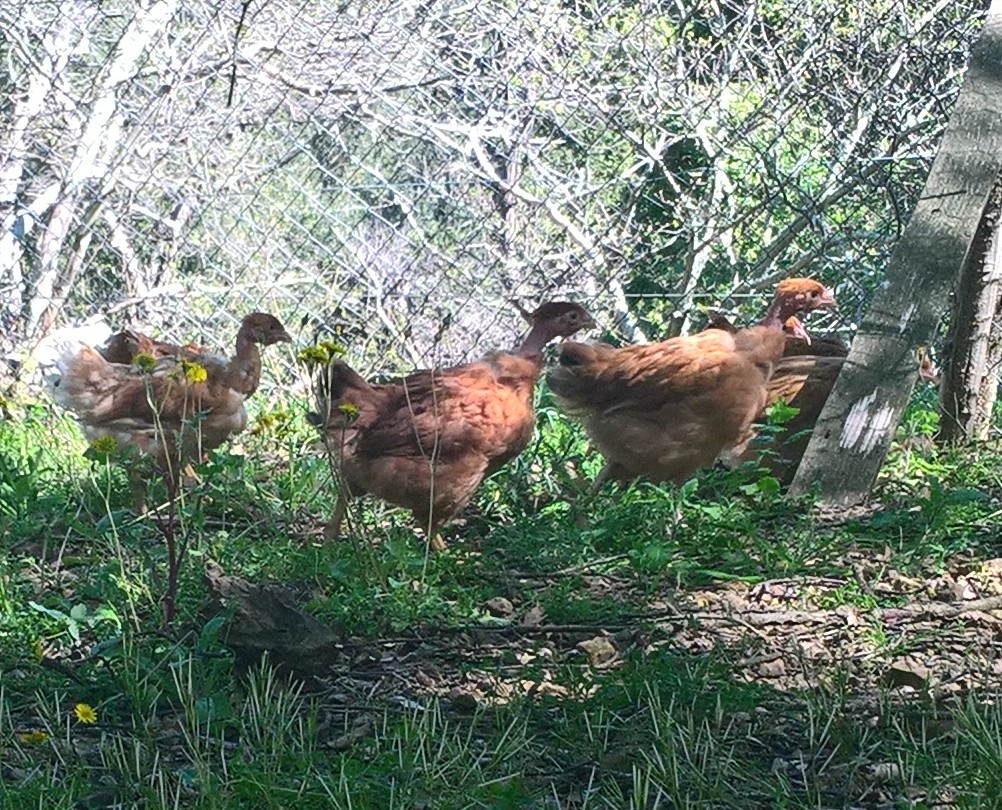 élevage de poulet plein aire