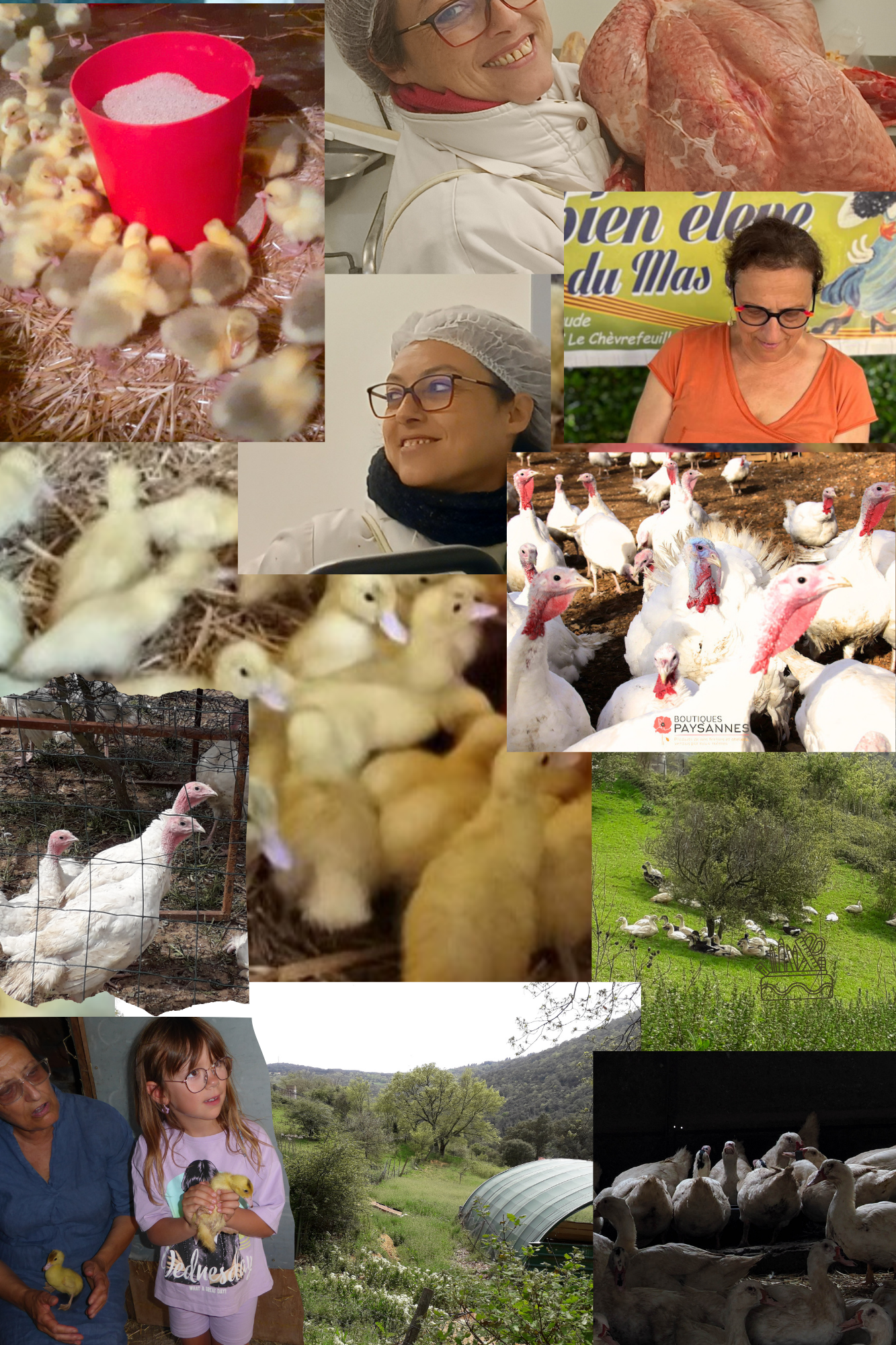 Les volailles au Mas Cané : dindes, canards, oies ..